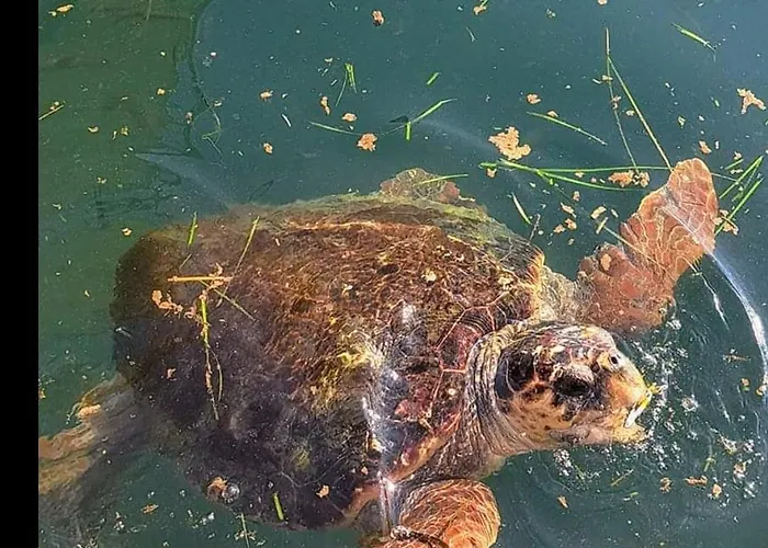 Appartement Kefalos Argostoli (Kefalonia)
