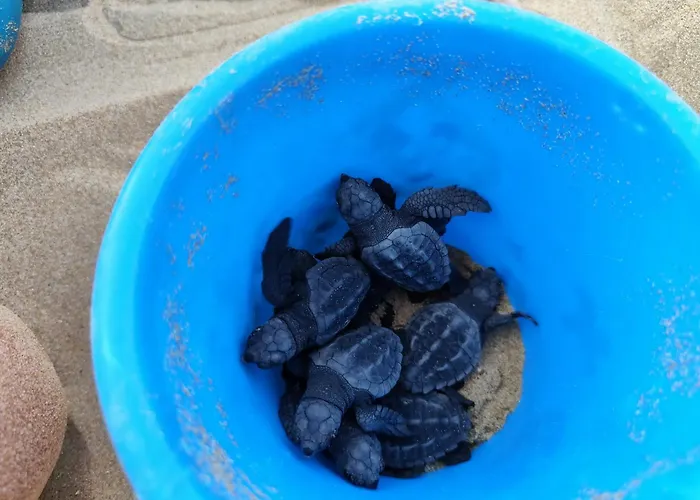 Kefalos 아르고스톨리온